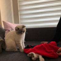 British Shorthair, Kedi  Haydar fotoğrafı