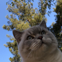 British Shorthair, Kedi  Haydar fotoğrafı