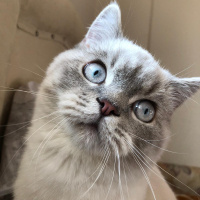 British Shorthair, Kedi  Haydar fotoğrafı