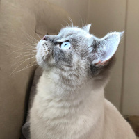 British Shorthair, Kedi  Haydar fotoğrafı