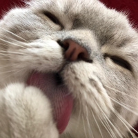 British Shorthair, Kedi  Haydar fotoğrafı