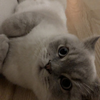 British Shorthair, Kedi  Haydar fotoğrafı