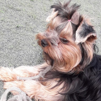 Yorkshire Terrier, Köpek  Mira fotoğrafı