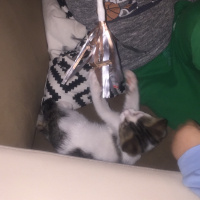 Tekir Kedi, Kedi  Şapşik fotoğrafı