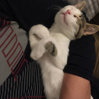 Tekir Kedi, Kedi  Şapşik fotoğrafı