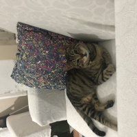 Tekir Kedi, Kedi  Minnoç fotoğrafı