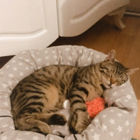 Tekir Kedi, Kedi  Minnoç fotoğrafı