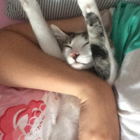 Tekir Kedi, Kedi  Zeo fotoğrafı