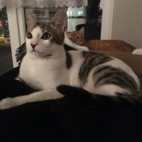 Tekir Kedi, Kedi  Zeo fotoğrafı