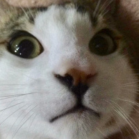 Tekir Kedi, Kedi  Zeo fotoğrafı