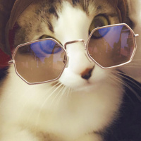 Tekir Kedi, Kedi  Zeo fotoğrafı