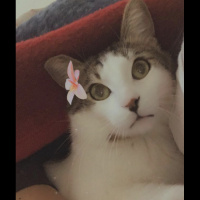 Tekir Kedi, Kedi  Zeo fotoğrafı