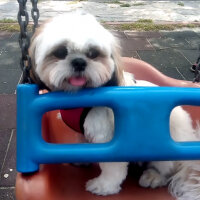 Shih Tzu, Köpek  Miki fotoğrafı