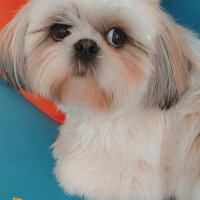 Shih Tzu, Köpek  Miki fotoğrafı