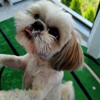 Shih Tzu, Köpek  Miki fotoğrafı