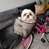 Shih Tzu, Köpek  Miki fotoğrafı