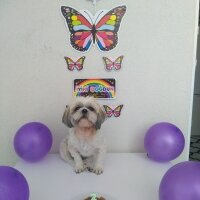 Shih Tzu, Köpek  Miki fotoğrafı