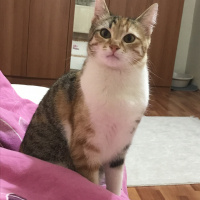 Tekir Kedi, Kedi  Minik fotoğrafı