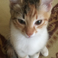 Tekir Kedi, Kedi  Minik fotoğrafı