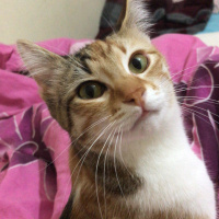 Tekir Kedi, Kedi  Minik fotoğrafı