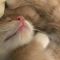 Tekir Kedi, Kedi  Kayısı fotoğrafı