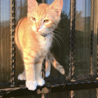 Tekir Kedi, Kedi  Kayısı fotoğrafı