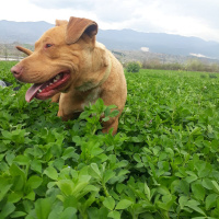 Amerikan Pitbull Terrier, Köpek  Paşa fotoğrafı