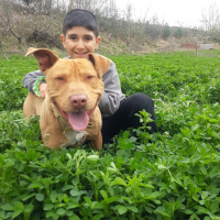 Amerikan Pitbull Terrier, Köpek  Paşa fotoğrafı
