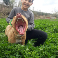 Amerikan Pitbull Terrier, Köpek  Paşa fotoğrafı