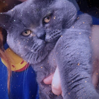 British Shorthair, Kedi  Albus Dumbledore fotoğrafı