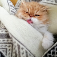 Chinchilla, Kedi  Simba fotoğrafı