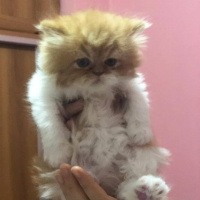 Chinchilla, Kedi  Simba fotoğrafı