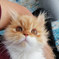 Chinchilla, Kedi  Simba fotoğrafı