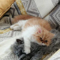 Chinchilla, Kedi  Simba fotoğrafı