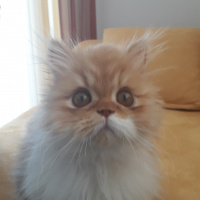 Chinchilla, Kedi  Simba fotoğrafı