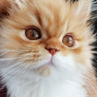 Chinchilla, Kedi  Simba fotoğrafı