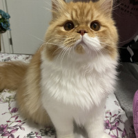 Chinchilla, Kedi  Simba fotoğrafı