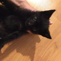 Bombay, Kedi  Sekiz fotoğrafı