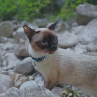 Siyam Kedisi, Kedi  MİSHA fotoğrafı