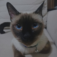 Siyam Kedisi, Kedi  MİSHA fotoğrafı