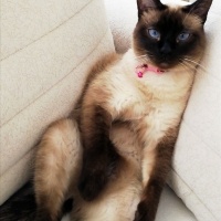 Siyam Kedisi, Kedi  MİSHA fotoğrafı