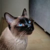 Siyam Kedisi, Kedi  MİSHA fotoğrafı