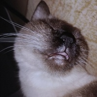 Siyam Kedisi, Kedi  MİSHA fotoğrafı