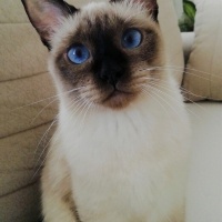 Siyam Kedisi, Kedi  MİSHA fotoğrafı