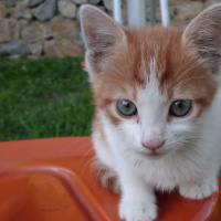 Tekir Kedi, Kedi  Safir fotoğrafı