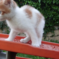 Tekir Kedi, Kedi  Safir fotoğrafı