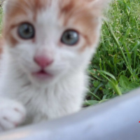 Tekir Kedi, Kedi  Safir fotoğrafı
