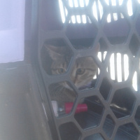 Tekir Kedi, Kedi  şili fotoğrafı