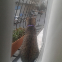 Tekir Kedi, Kedi  şili fotoğrafı