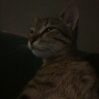 Tekir Kedi, Kedi  şili fotoğrafı